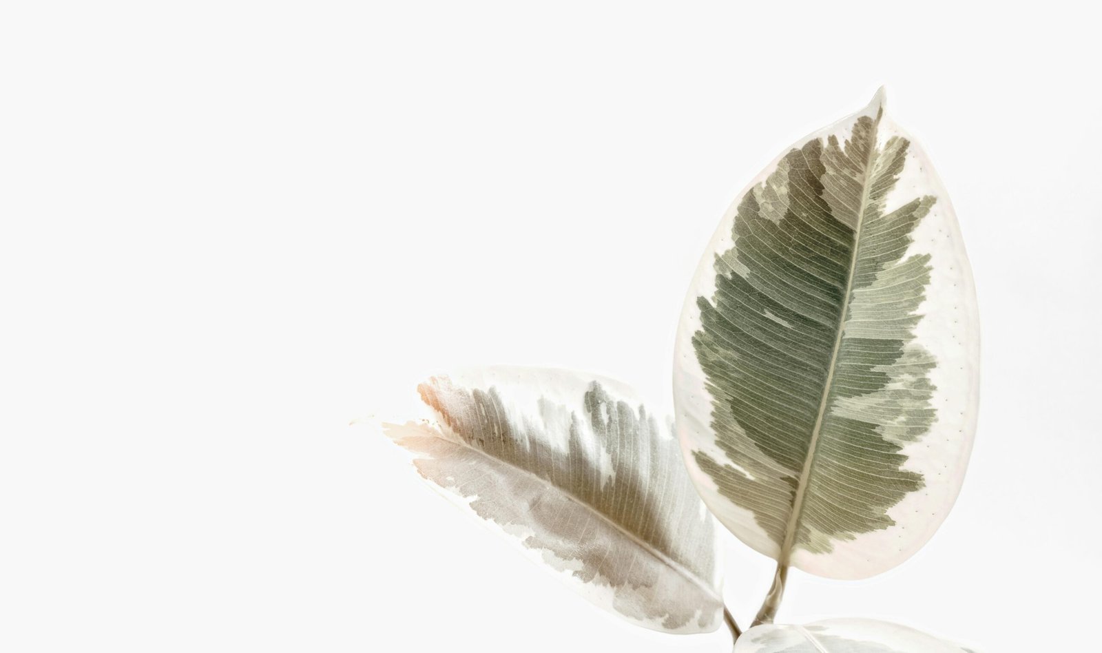 Elegant and minimalist photo of variegated ficus leaves on white background.